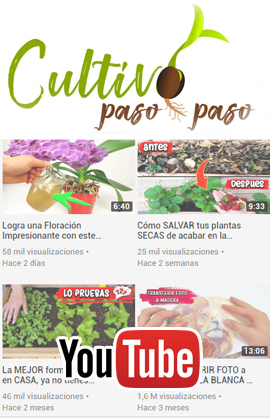 Canal Youtube – Cultivo paso a paso.  